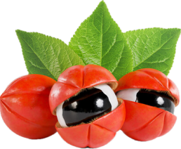Guarana Seed
